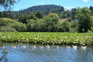 Duck Pond Near Entrance